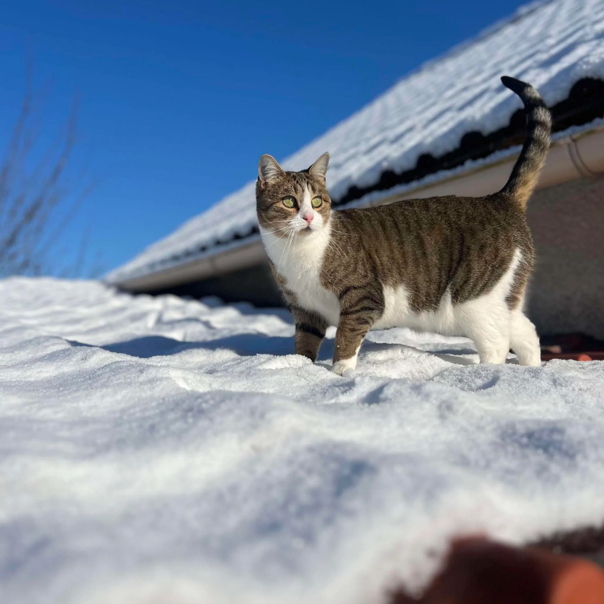 Un chat de Buchelay sous la neige